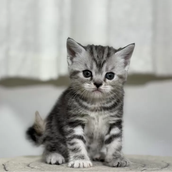 ID:2403-02792の子猫
