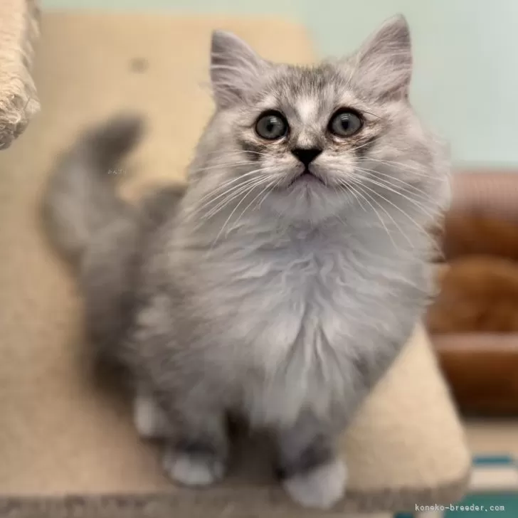 ID：2409-02786の子猫