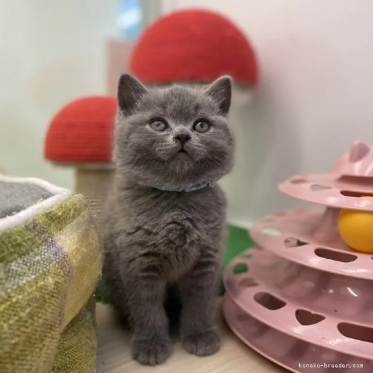 ID：2303-00101の子猫