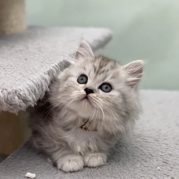 ID:2312-00138の子猫