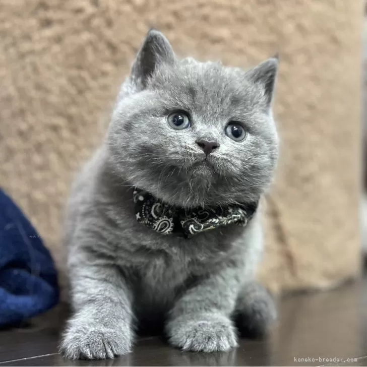 ID:2408-02282の子猫