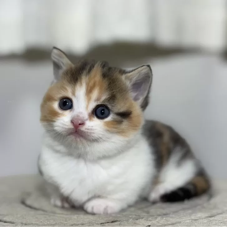 ID:2403-01319の子猫