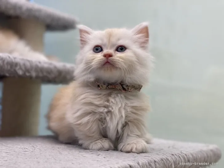 ID:2310-00514の子猫