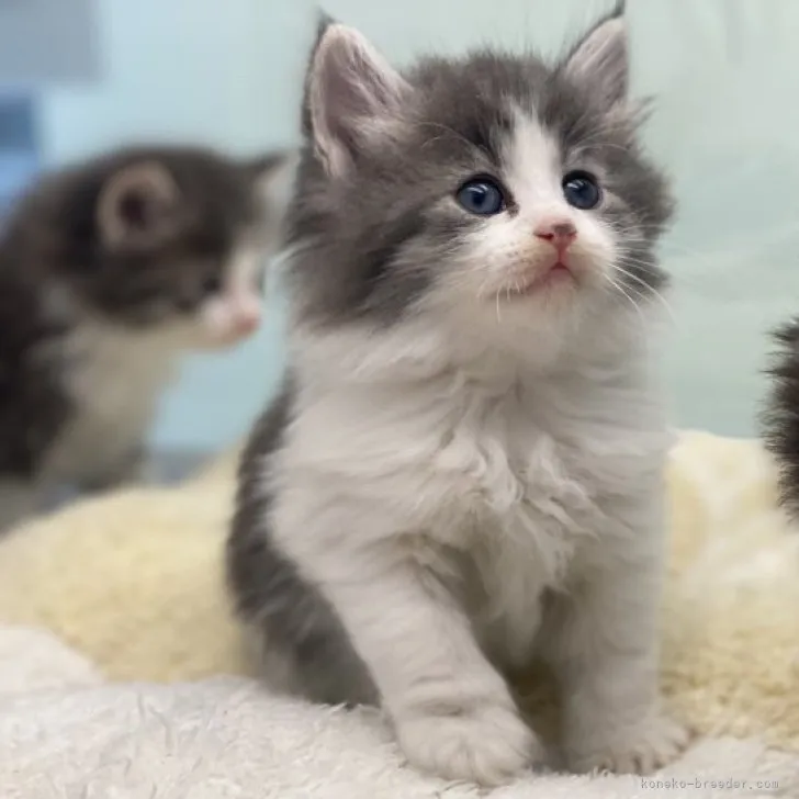 ID:2310-02702の子猫