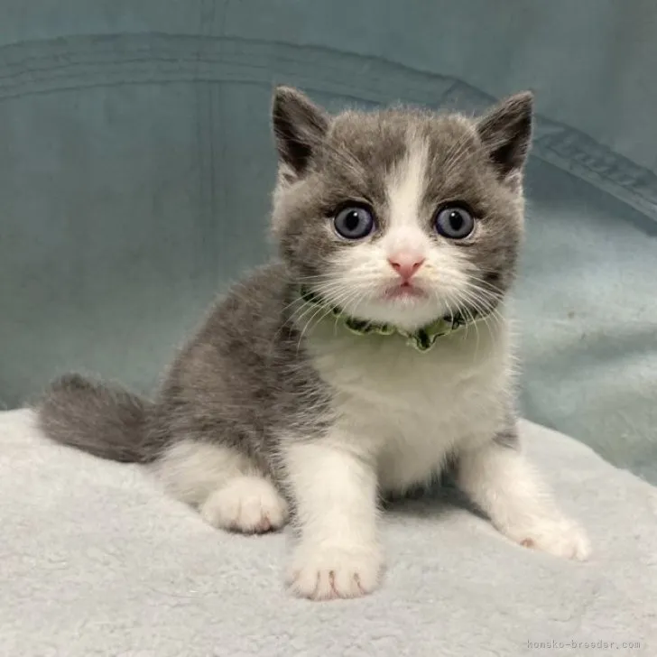 ID:2304-00804の子猫