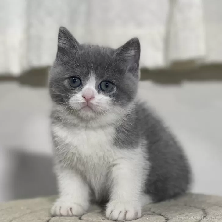 ID：2401-01663の子猫