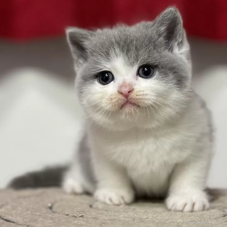 ID:2408-03102の子猫