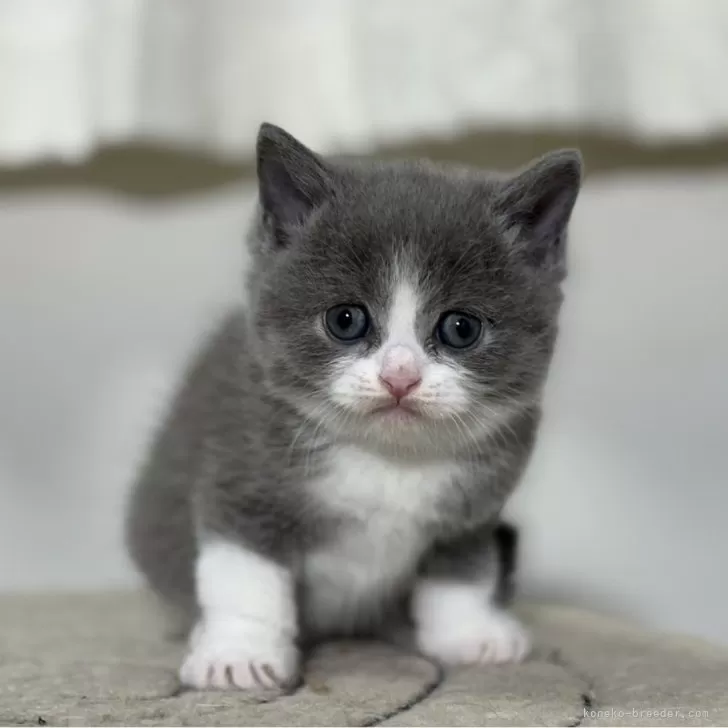 ID:2403-02155の子猫