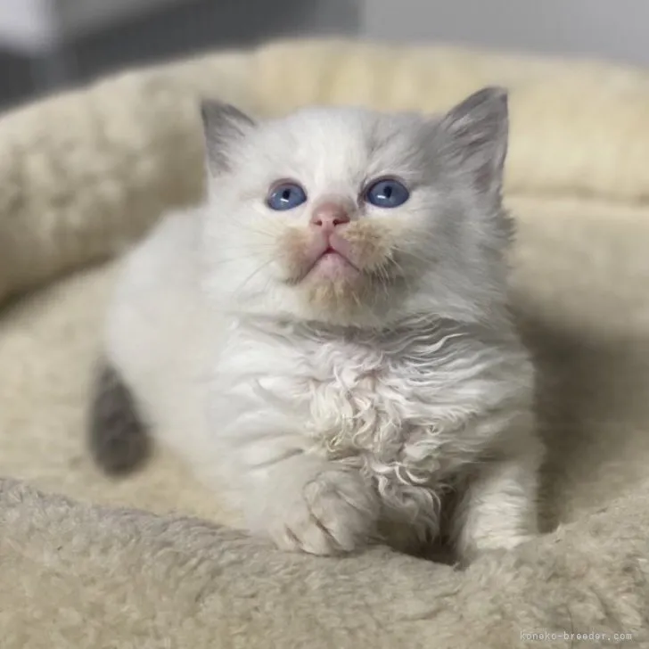 ID:2306-03470の子猫