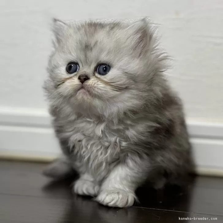 ID：2412-00600の子猫