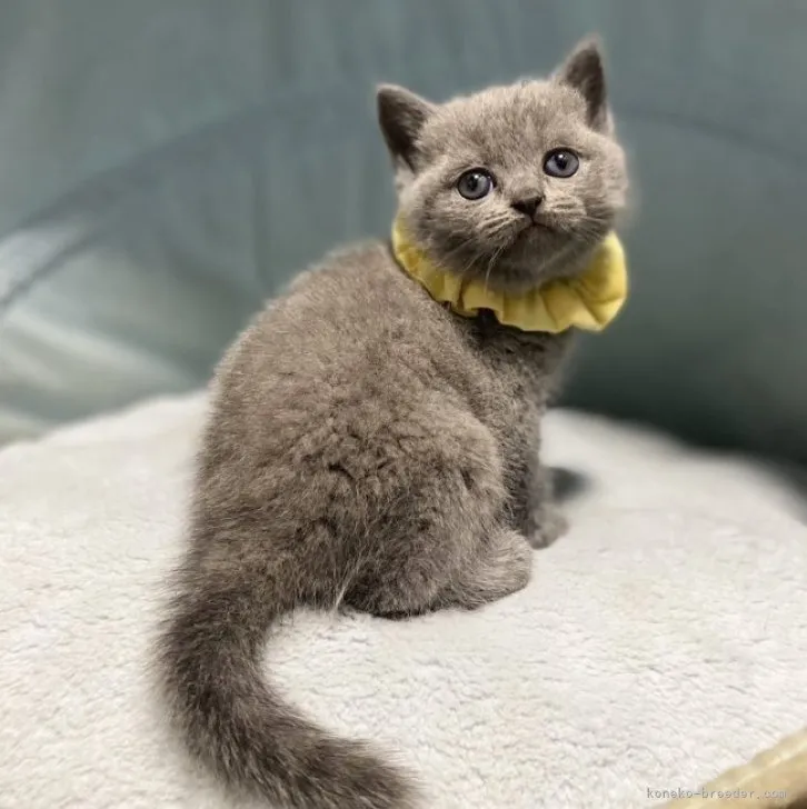 ID：2304-00813の子猫