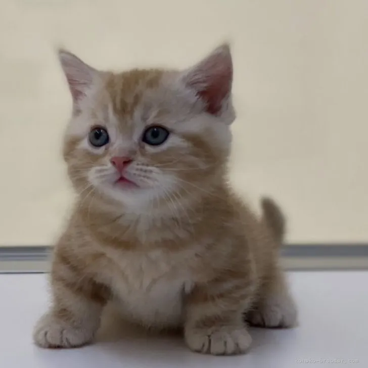 ID：2306-02546の子猫