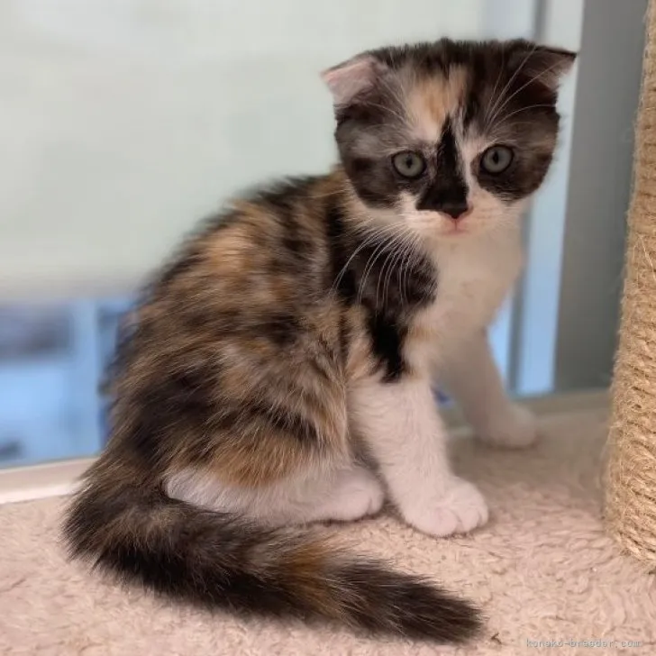 ID:2305-03241の子猫