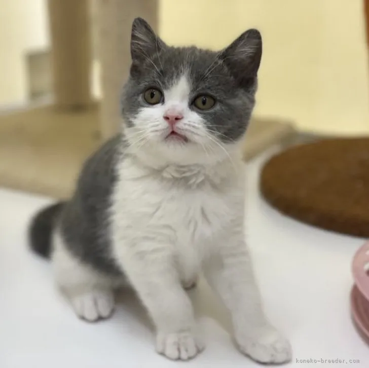 ID：2310-00526の子猫