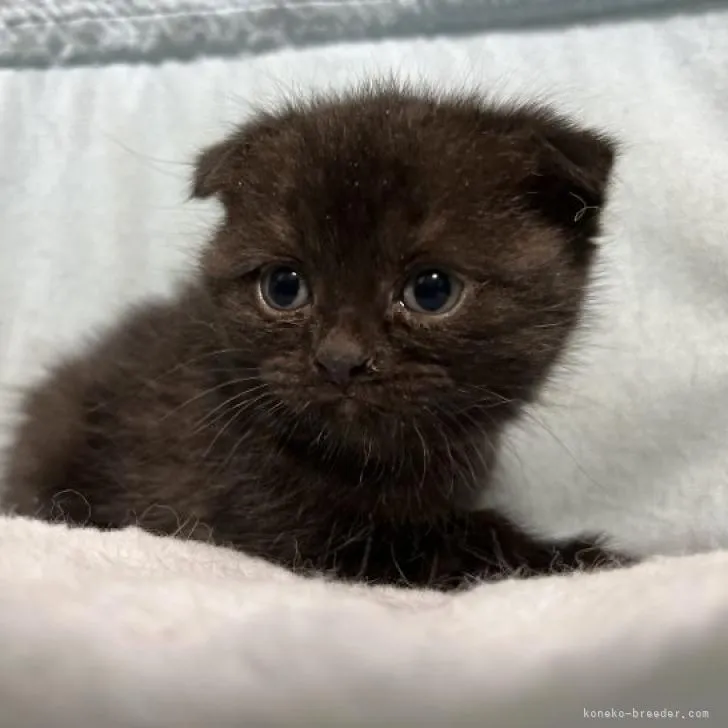 ID:2303-01107の子猫