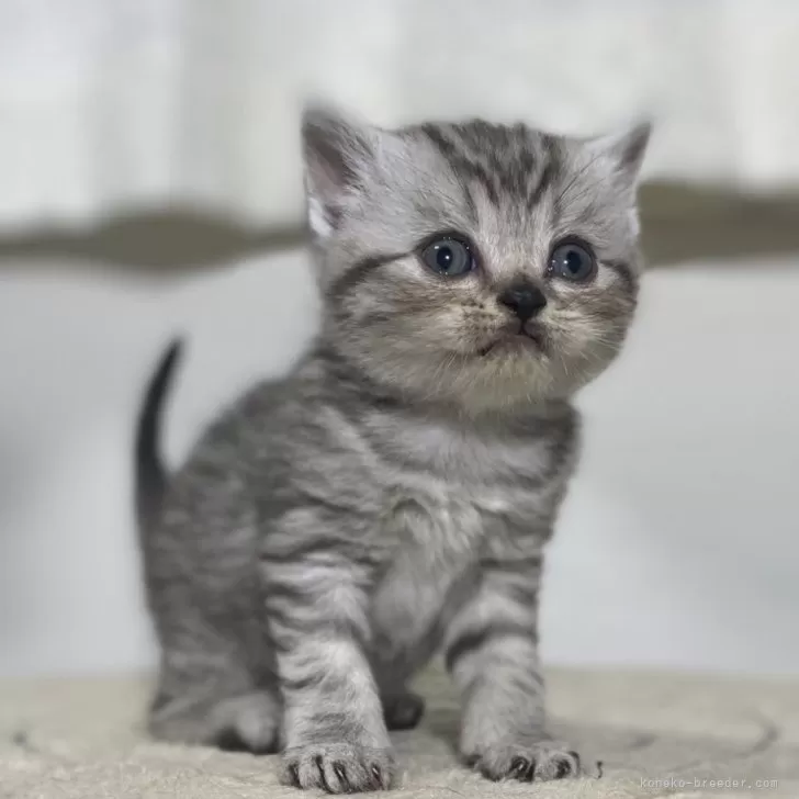 ID：2401-01002の子猫