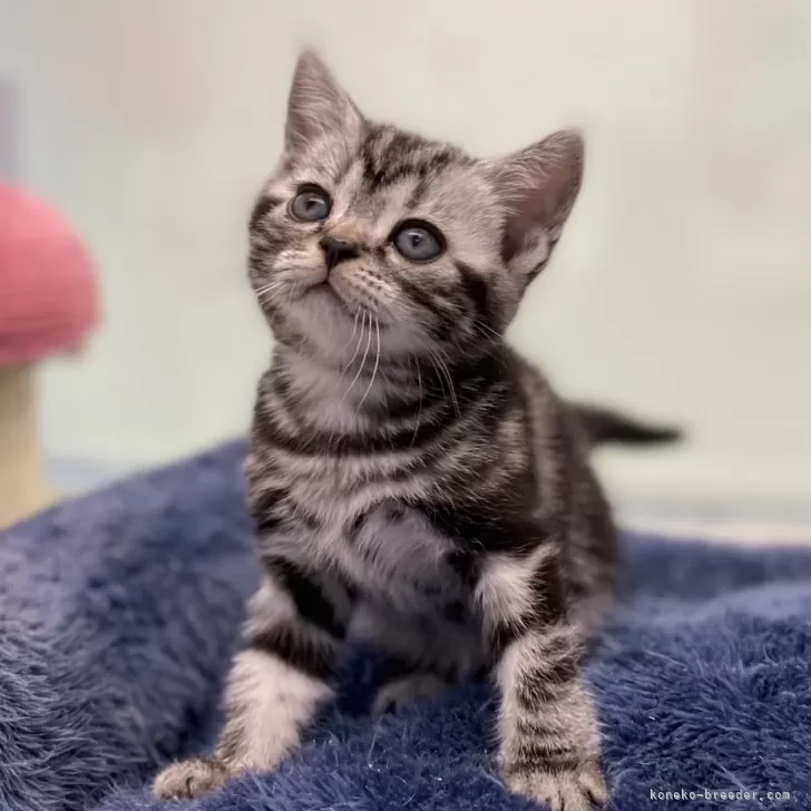 ID:2401-00400の子猫