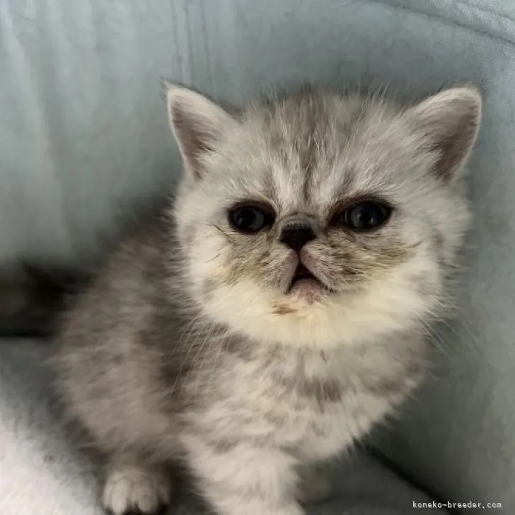 ID:2212-02035の子猫