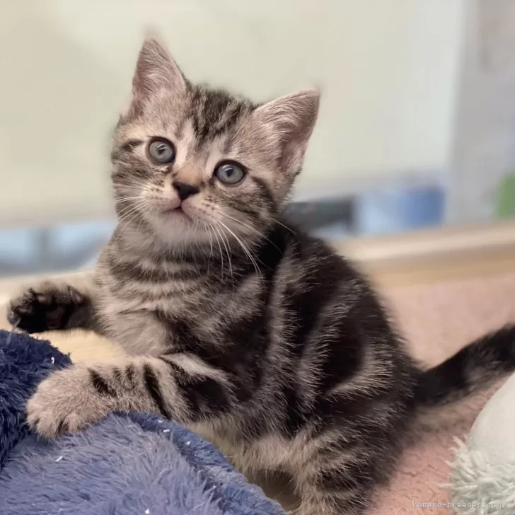 ID:2401-00398の子猫