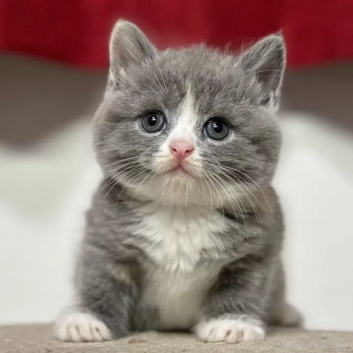 ID:2409-03171の子猫