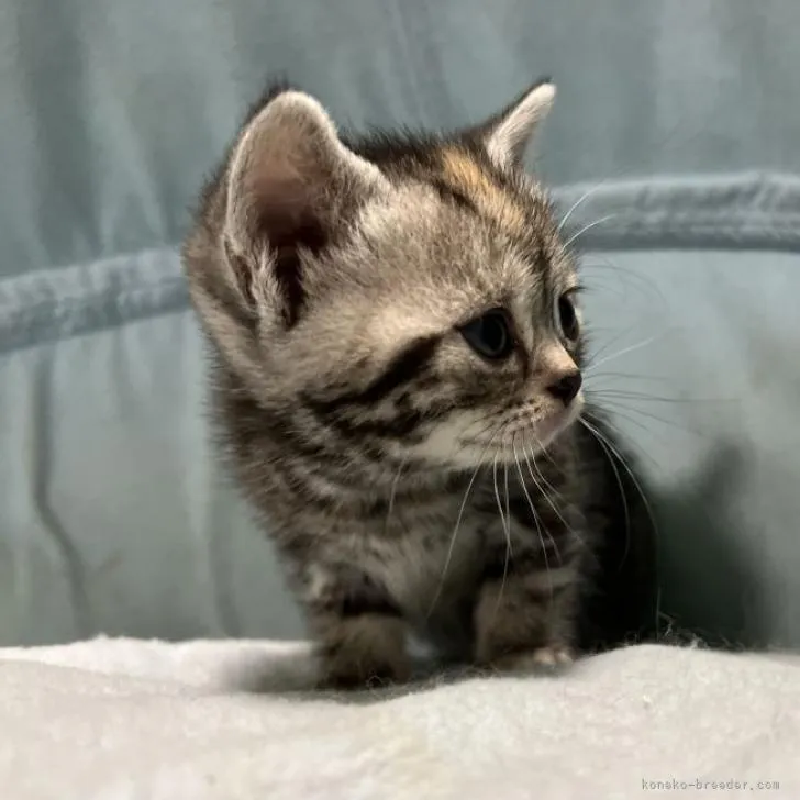 ID：2211-00559の子猫