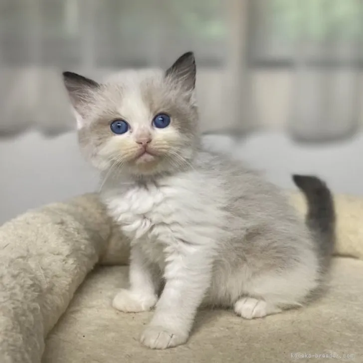ID:2306-03466の子猫