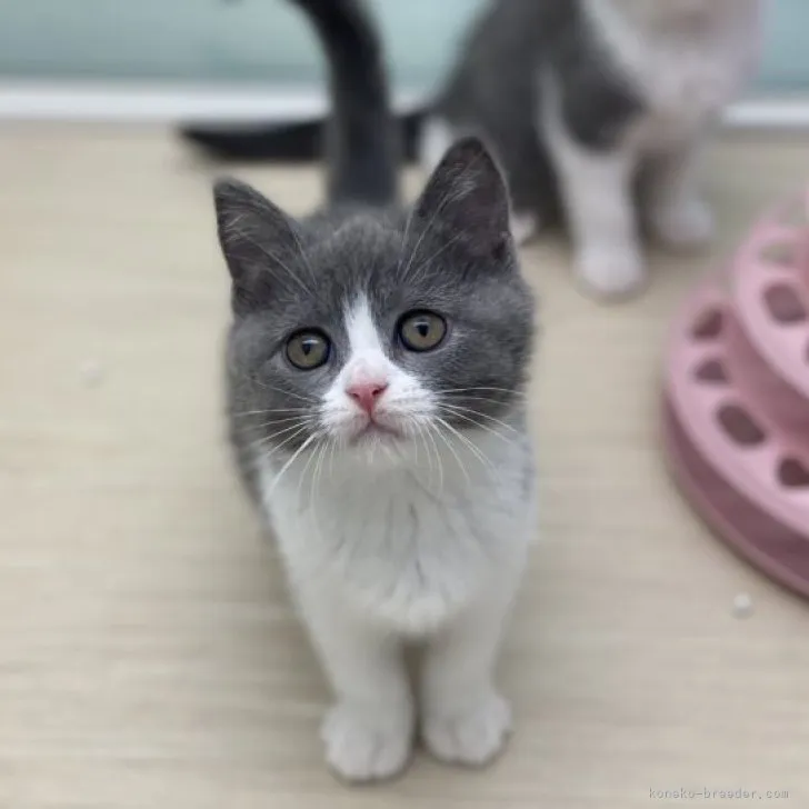 M.K 様のお迎えした子猫