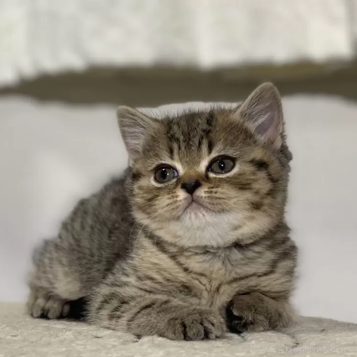 ID:2401-01016の子猫