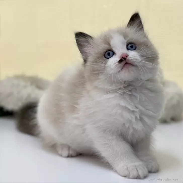 D 様のお迎えした子猫