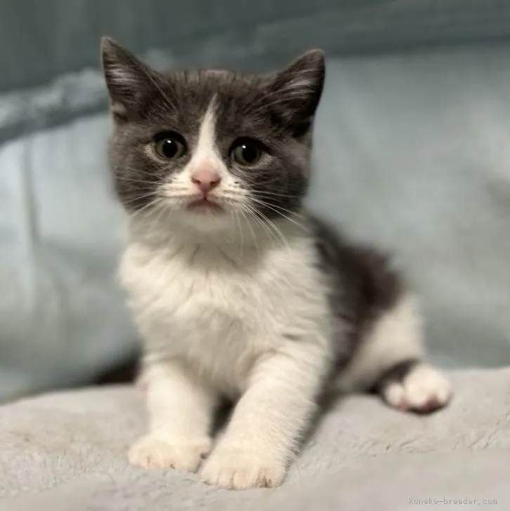 ID:2212-00190の子猫