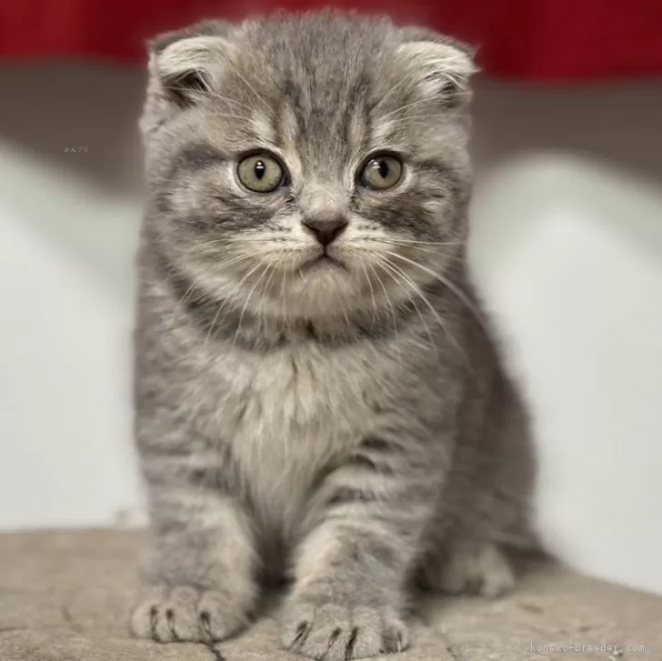 ID:2409-03165の子猫