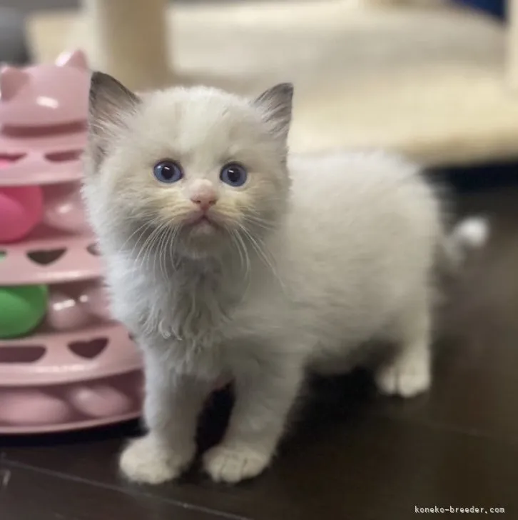 ID:2306-03467の子猫