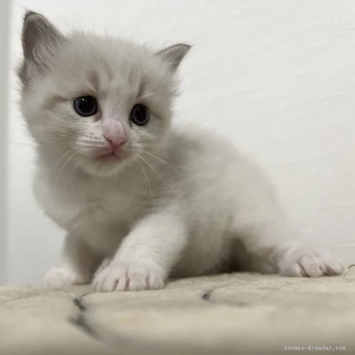 K.K 様のお迎えした子猫