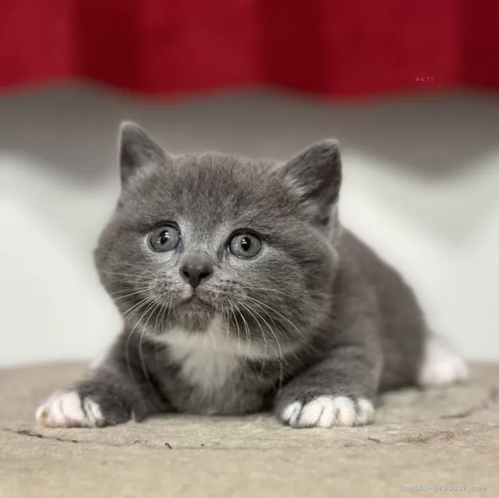 ID：2406-00936の子猫