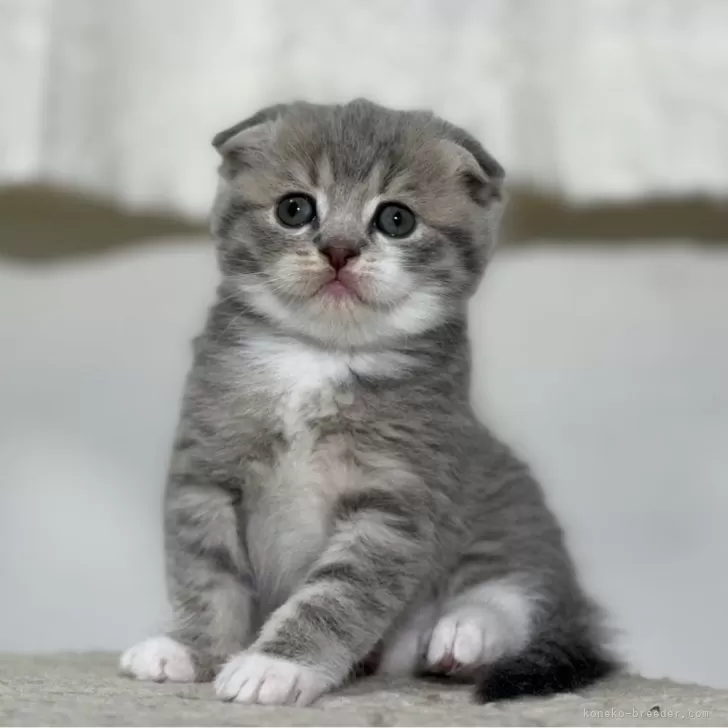 ID：2403-02162の子猫