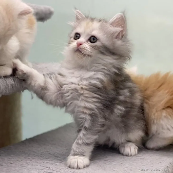 ID:2310-00517の子猫