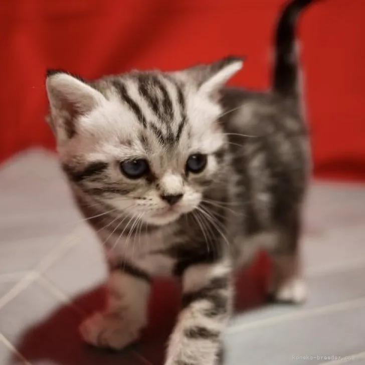 ID:2305-03248の子猫