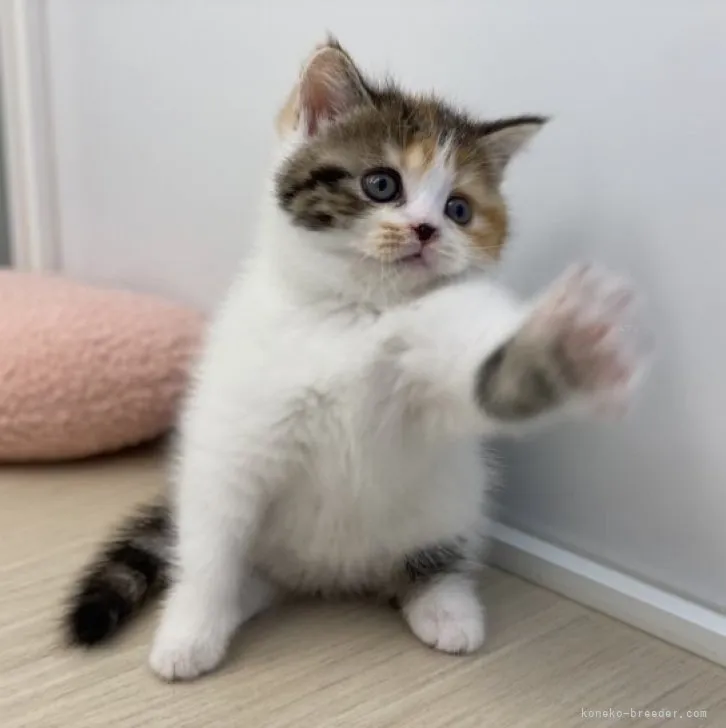 Y.S 様のお迎えした子猫