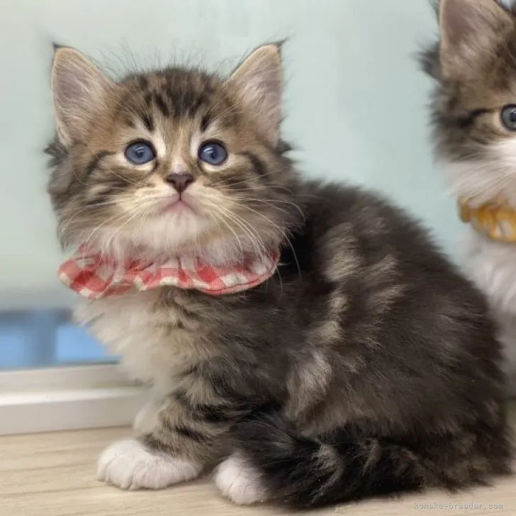 ID:2310-01239の子猫