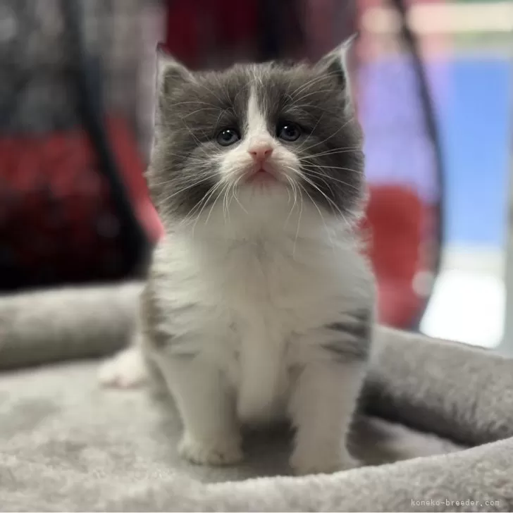 ID：2406-02506の子猫