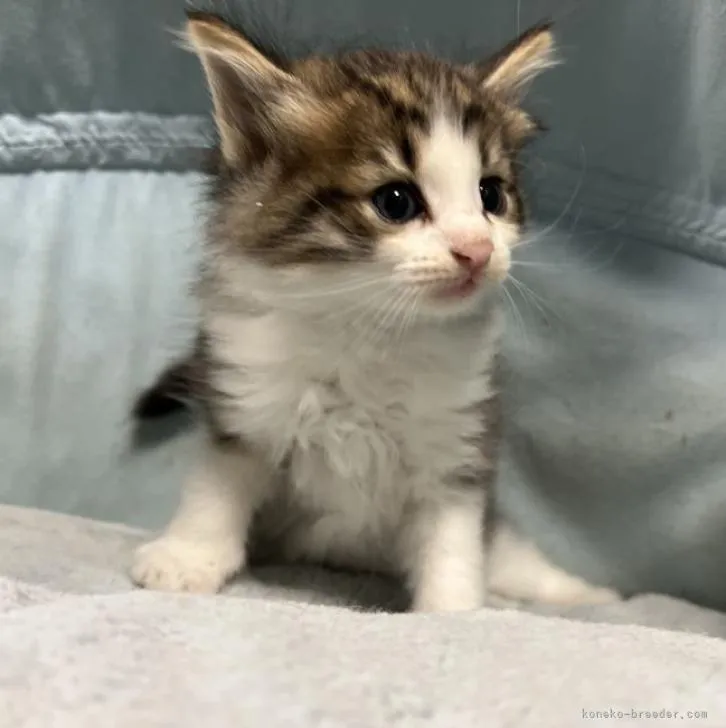 ID:2212-01502の子猫