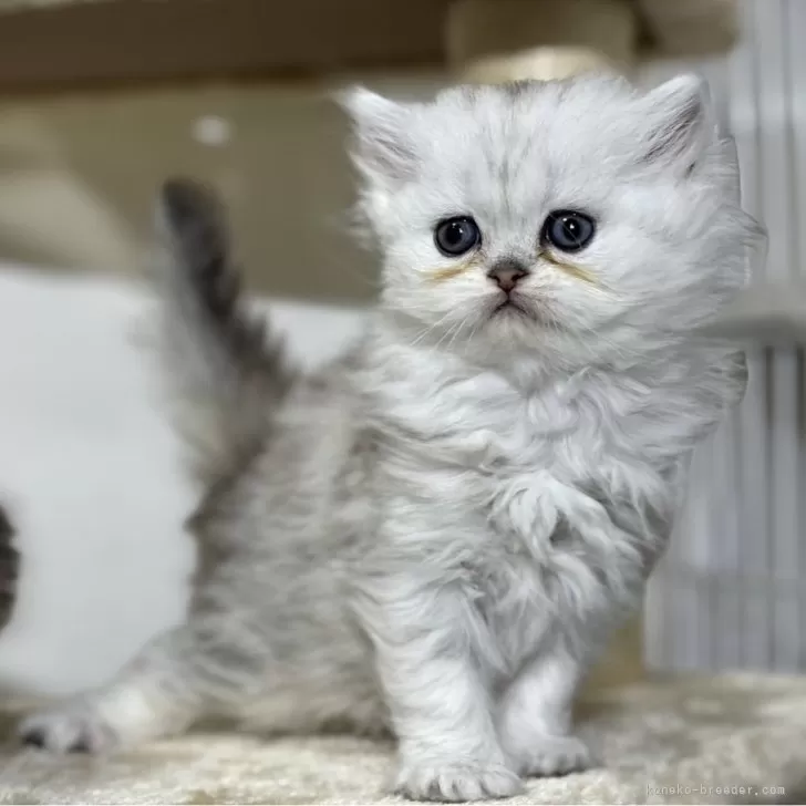 ID:2412-00602の子猫