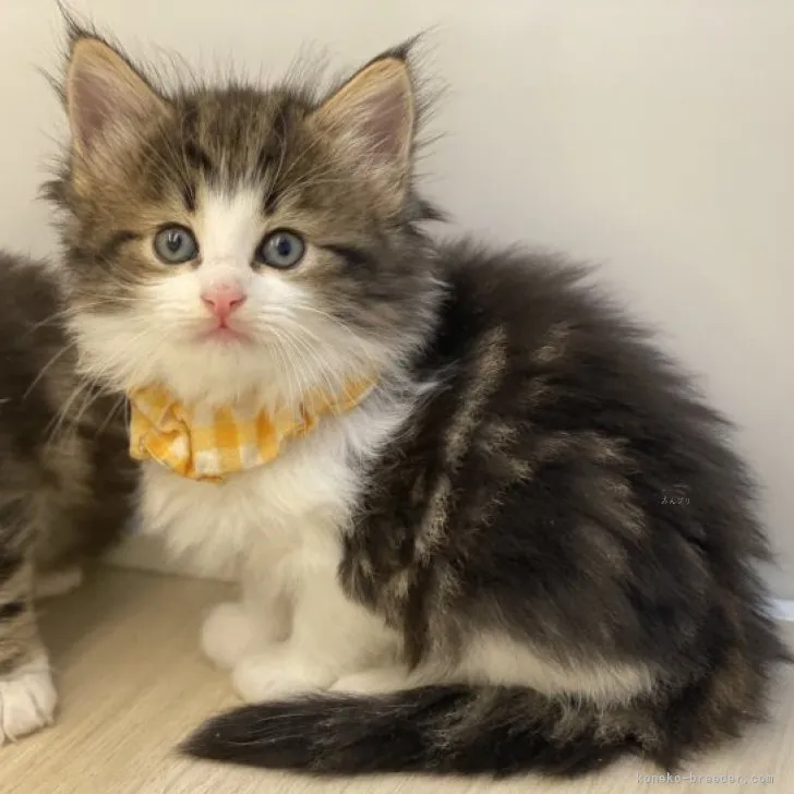 ID:2310-01238の子猫