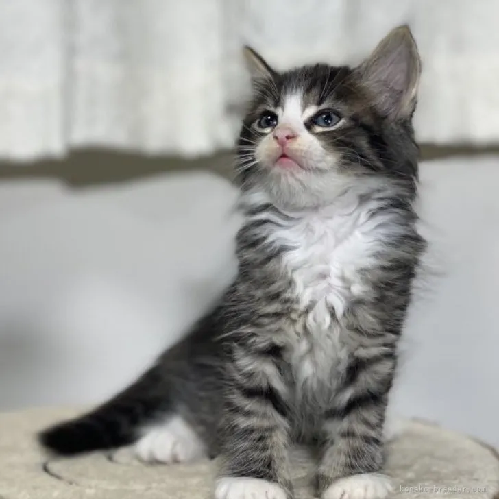 ID:2312-01349の子猫