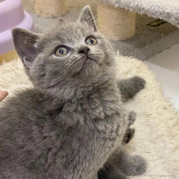 ID:2210-01224の子猫