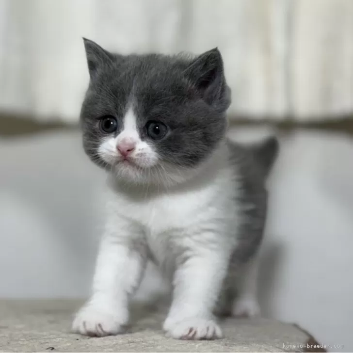 ID：2403-01315の子猫