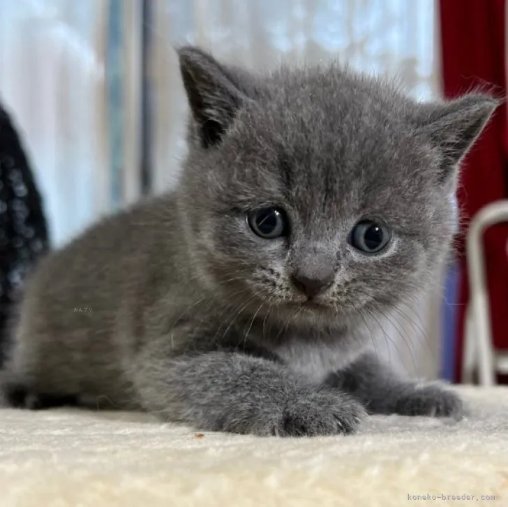 トムトム 様のお迎えした子猫