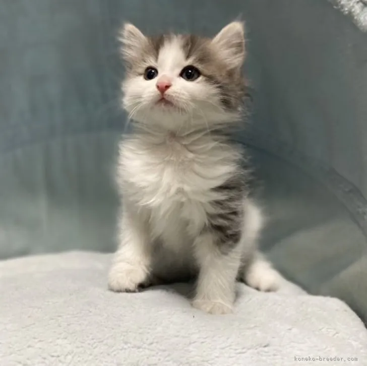 ID:2303-02546の子猫
