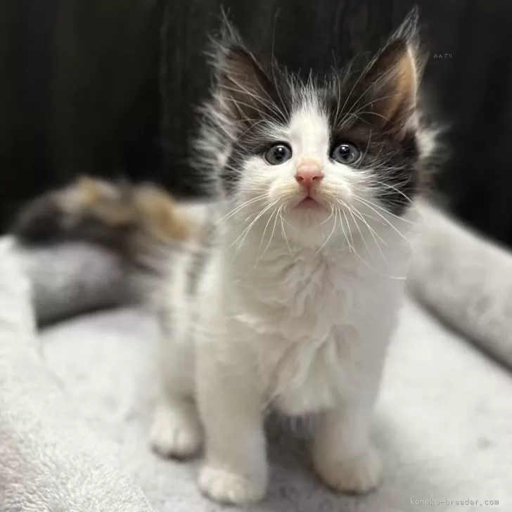 ID:2408-03110の子猫