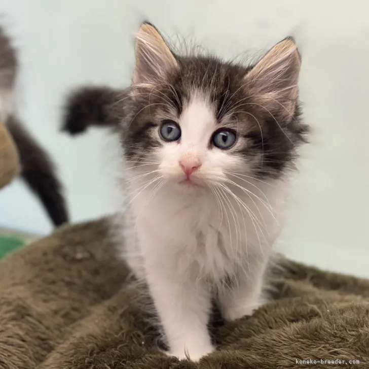 ID:2307-01667の子猫